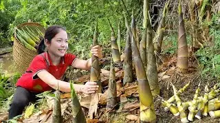 Harvesting Many Bamboo Shoots To Sell At The Market - Making Chili Bamboo Shoots | Hanna Daily Life