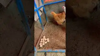 Golden Buff #cute #pets #eggs #shorts