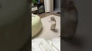 omg ! funny cats #trending #cat