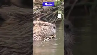 Зачем бобры строят плотины?  #животные #бобры #научныйминимум #shorts