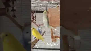 Lovely budgies! #budgies #pets #happy