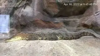 Exploring Oman Aquarium II