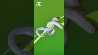 Filming the Kukri Snake &ndash; Behind the Shot & Final Result! 🐍📸 #WildlifePakistan #wildlifephotography