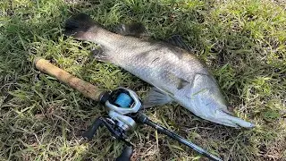 LAND BASED Barramundi with LURES!