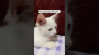 si kecil yang gemesin #cats #meowmeowapp #subcriber