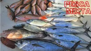 PESCA en los ARRECIFES PUBLICOS de MIAMI, Con Carnada VIVA Y MUERTA !
