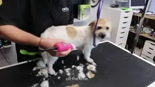 Pro Groomer Julie Harris Demos NEW Andis UltraEdge AGCB 2-Speed Brushless Clippers