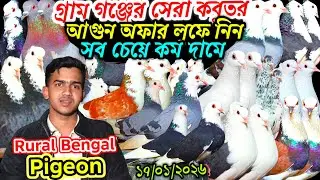 গ্রাম গঞ্জের সেরা রাজকীয় কবুতর আগুন অফার লুফে নিন সব চেয়ে কম দামে বাজেট সেরা রাজ গোল্লা কবুতর