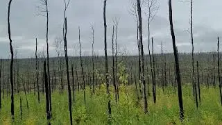 Forest Recovery From Wildfire