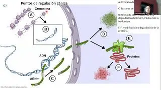 NUTRIGENÓMICA GESTACIONAL - DRA. VANESSA CORRALES