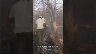 #fire in sariska #rangers working in sariska#fire in alwar
