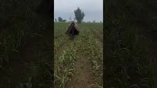 G1 Garlic Farm #farming #garlic #farmer #punjab