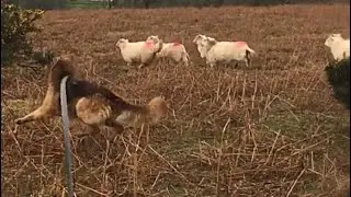 Stop dogs chasing and attacking sheep