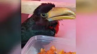 Baby toucan cries - Zazu The Ivory Billed Aracari