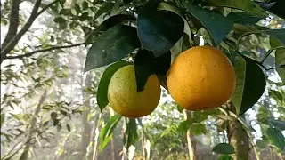 First Fruit Harvest , Oranges from my Farm