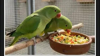 HOW TO MAKE THE BEST EGG FOOD FOR BREEDING RINGNECK PAIRS #diy #diet YOU MUST KNOW!