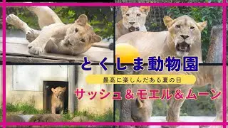 元気いっぱい！じゃれあいタイム！とくしま動物園のライオンたち