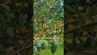 Fruta bacupari  mi&uacute;do #frutas #dicasdeplantas #horta #plantio