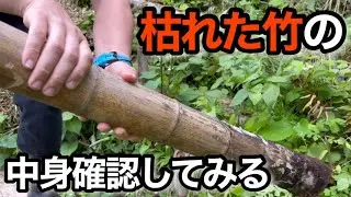 【竹枯らし】枯れた竹を解体して、竹を枯らすヒントを探る