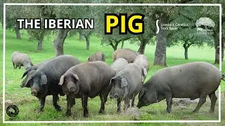 The Iberian Pig - Livestock Genetics from Spain