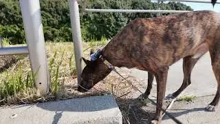 Heartwarming City Walk with My Hound-Like Chinese Rural Dog