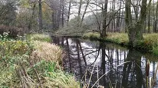 Żeremie Bobrowe na starym korycie rzeki Budkowiczanka, w Murowie