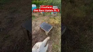 OCT 1,  2023, BeeBarn Bee Yard Update! Part 2. I&rsquo;ve never had a straight up absconding before. NBD.
