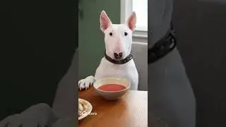 PUPPY EATS TOMATO SOUP 🤯😏😅 #puppy #dog #cute #ai #animation