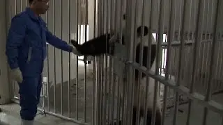 China&rsquo;s Giant Panda Pair Ready to Go Dutch