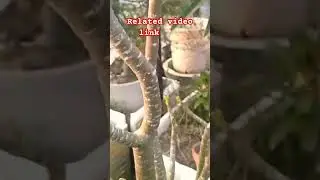 Adenium Plant Multiple Branches #adenium #adeniumplant #plant