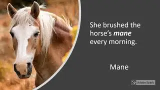 Lesson 41 Homophones Main Mane