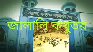 জালালি কৈতর ( কবুতর ) ও গজার মাছ Jalali pigeon & Gojar fish #animallover #pigeon #gojarfish #majar