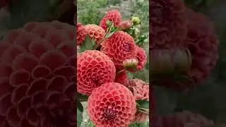 Beautiful cornel bronze dahlias.