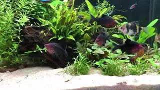 Puntius Nigrofasciatus 190505