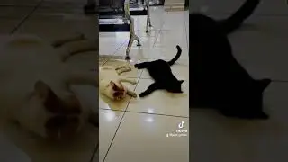 kuncen mah bebas sodara #kucing #kucinglucu #kucinggalak #kucingsehat #kucingobesitas