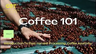 Introduction To Coffee Post-Harvest Processing : Coffee Fruit Anatomy 1