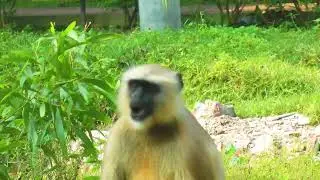 Alpha langur Monkey Feeding Time