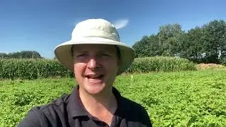 Soiltech potato trial Netherlands foliar fertiliser Optima Sugar+ video in the field