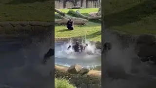Finally! Gorilla Took a Bath After 1 Year 😂🦍#funny  #gorillareaction #gorillaprank #babygorilla #zoo