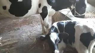 Aci Animals Genetic Holistin Frisian Cow Calf 100% || Aci Cow Calf HF 100%