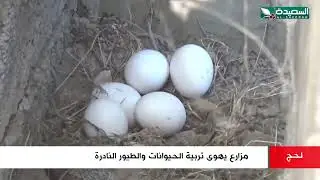 شاهد مزارع في لحج يهوى تربية الحيوانات والطيور النادرة