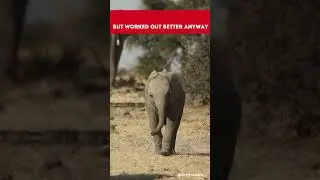 Cute Animals | Elephant Runs with Confidence and Grace in Impressive Footage
