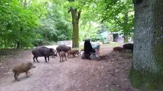 leichtsinnige Rentnerinnen f&uuml;ttern am Flughafensee in Berlin Tegel eine Horde Wildschweine...