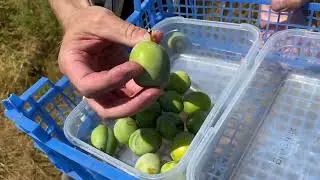 Harvesting Organic Greengages