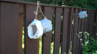 Promethea males around female -2.MP4