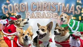 Festiva Corgi Adventure: Searching for SANTA in Wellington City Council's Christmas in the Quarters