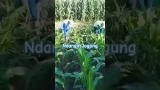 Pendangiran Gulma Jagung  #shorts #ruralfarming #villagefarming #rurallife #fypシ #fyp
