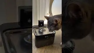 On Sale! Pet Water Fountain in Different Colors | #fok #cats