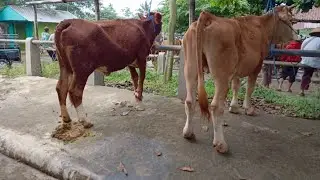 Harga sapi indukan pak warjiman / mas iwan pasar hewan Muntilan Mei 2025