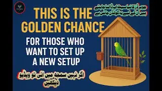 Golden Chance for Bird Lovers 🐦 | Start Your New Bird Setup Today! | Pet Bird Business Idea | Birds